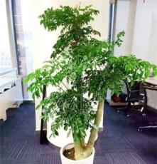 幸福树上海办公室植物租赁 鲜花租摆 绿化养护 免费上门设计