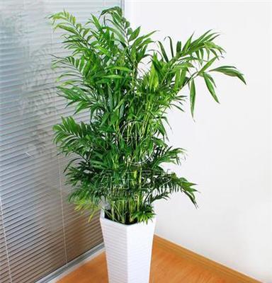夏威夷椰子上海办公室植物租赁 花卉租摆 绿化养护 免费上门设计