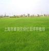 果岭草草皮种植基地-上海绿忆草坪种植场批发各种绿化草坪 草皮