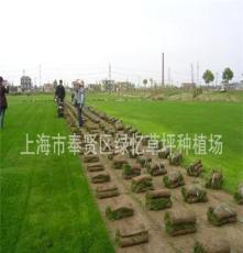上海果岭草价格咨询  果岭草草坪批发 快来绿忆草坪种植场