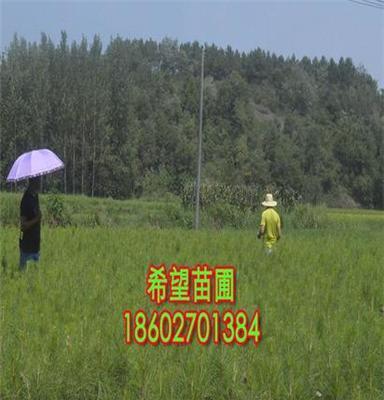 湿地松苗木种植技术 袋土球 二年生 80公分 随州湿地松