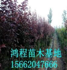 低價紫葉李樹苗批發，鴻程苗木供應一公分紫葉李綠化苗