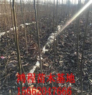 基地直销早实核桃苗 核桃苗批发价格，一手货源 高产核桃树苗供应