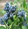 大量批发优质蓝莓苗 南方北方种植蓝莓树苗 北陆蓝莓苗优质果树苗