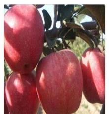 烟富3号苹果果树苗 2到5公分苹果树苗价格 基地低价出售嫁接