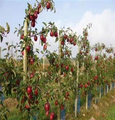 苹果树苗直销 矮化果树苗 水果苗 优质品种 嫁接果树苗 苹果苗
