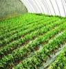 泰安雨辰苗木 绿化小苗，绿化苗 百万苗木出售中。
