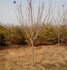 供应泰安省庄15公分樱花用于绿化苗木