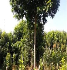 大量供应绿化苗木黄角兰胸径 4--30公分绿化苗木产地直销