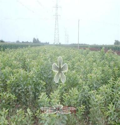 樱桃果树苗木，雷尼