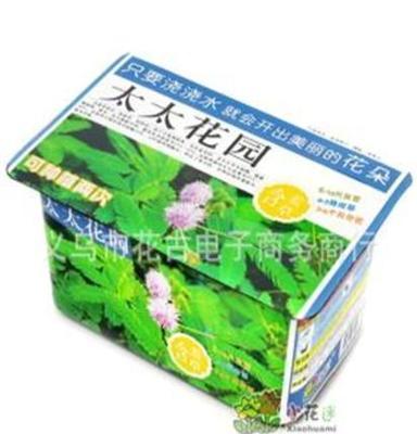 厂家直销 长期供应 盆栽 盆景 花卉批发（太太花园-含羞草）礼品