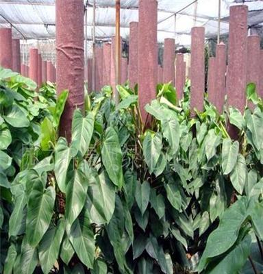 大量室内观叶盆栽植物、绿宝石(图)