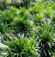 大量室内观叶盆栽植物、大叶棕竹(图)