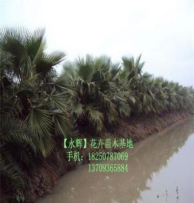 福建加拿利海枣袋苗，25-30公分，80元包挖苗