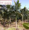 福建 漳州 假槟榔 树 全冠移植 假植苗 树形优美 冠幅饱满