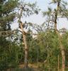 黑松基地直供各种规格黑松 绿化苗木 量大优惠 成活率高 图