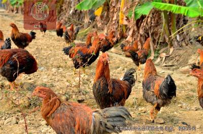 深圳那里有真正的原生态放养的走地鸡土鸡