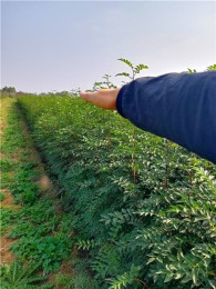 無刺花椒苗山西無刺大紅袍花椒苗上車價格