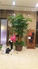北京专业室内花卉租赁北京专业室内绿植租赁