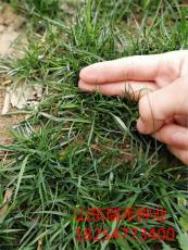 绿化草坪种子是什么草籽