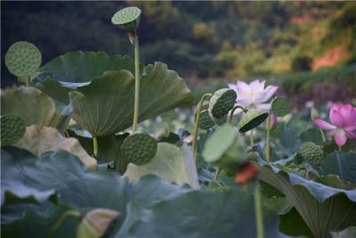批發一級良種蓮子種苗高產太空蓮畝產8000個