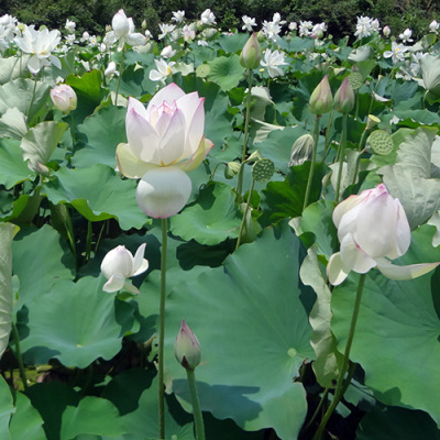 一級原種太空蓮種苗高產蓮子藕種畝產1000斤