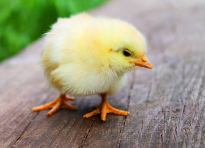 河北畜牧网蛋鸡秋季如何强化饲养措施
