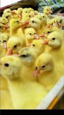 保定特价鹅苗供应
