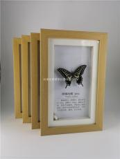 蝴蝶标本生产厂家河南弘霖标本厂 蝴蝶标本