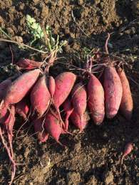 红薯产地直供发售西瓜红番薯源头基地