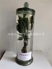 河南弘霖教学标本厂家 植物瓶装浸制标本