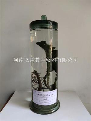 河南弘霖教学仪器厂 教学标本 植物浸制标本