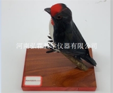 河南弘霖生物標本廠家 直銷鳥獸類剝制標本