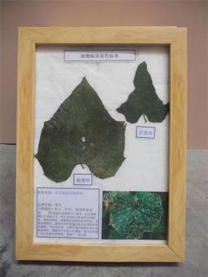 河南弘霖教学标本厂 常见精装植物病理标本