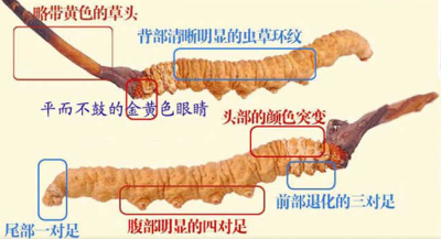 清新上门回收虫草价目表