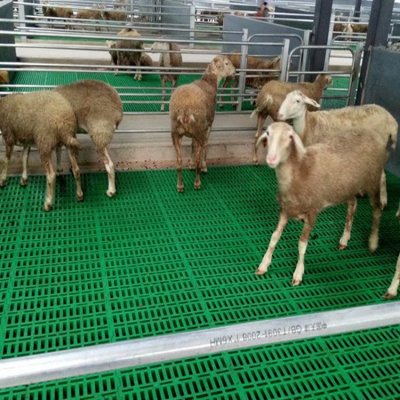 圈养羊粪板报价塑料羊床羊粪板
