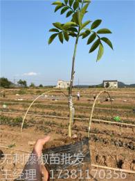 涪陵藤椒产量 涪陵藤椒种植技术 无刺涪陵藤