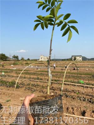 涪陵藤椒产量 涪陵藤椒种植技术 无刺涪陵藤