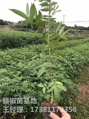 綦江藤椒产量 綦江藤椒种植技术 无刺綦江藤