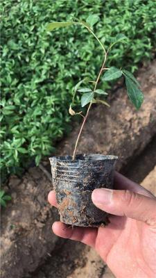 湖北藤椒产量 湖北藤椒种植技术 无刺湖北藤