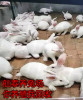 云南省较大的养兔场 中国较大的肉兔养殖场