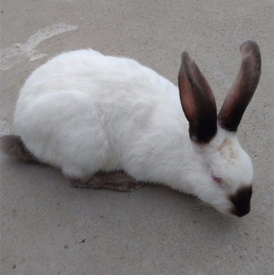 一只比利时种兔一年的利润种兔可以用几年