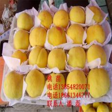 出售黄桃树苗 黄金冠黄桃树苗新品种