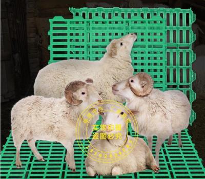 羊舍地板  塑料羊粪板  新型羊用漏粪板
