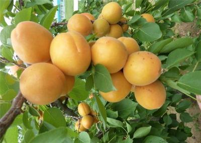 荷兰香蜜杏树苗价格 批发1-3公分的优质杏树