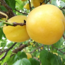 供应红杏新品种香蜜杏树苗批发