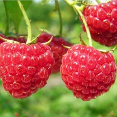 供应树莓苗 树莓种苗 红树莓苗
