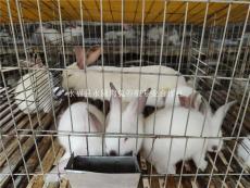 桂林永圆兔养殖合作社免费教技术包回收