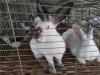 南宁大型肉兔养殖场周边养殖