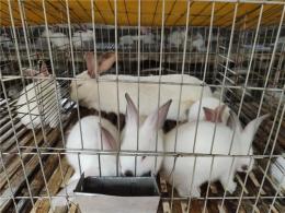 南宁大型肉兔养殖场合作社免费教技术包回收